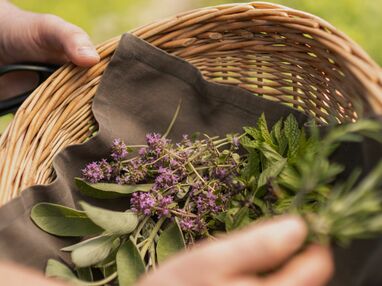 Bio hotel Rhön - sustainable indulgence in Mellrichstadt Kleine Auszeit: „Kräuter & Waldbaden"