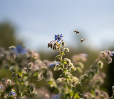 Beste Urlaubsangebote Rhön im Biohotel in Mellrichstadt