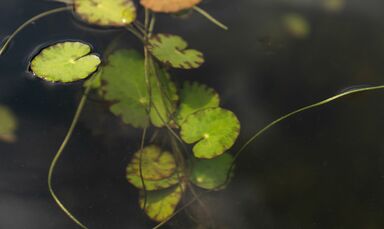 Our natural swimming pond at the wellness hotel, Bavaria