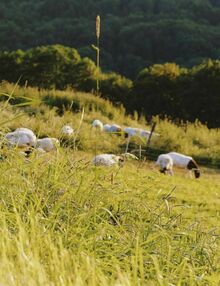 Lifestyle & nature at the hotel in Bavaria, Mellrichstadt