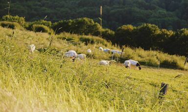 Aktivurlaub Rhön: Urlaub im Biosphärenreservat Rhön