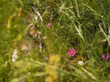 Wellness holidays Rhön at the hotel with garden, Bavaria Kräuter & Wohlfühltage