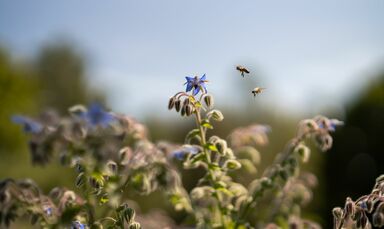 Wellnessurlaub Rhön. Hotel mit Garten & Schwimmteich