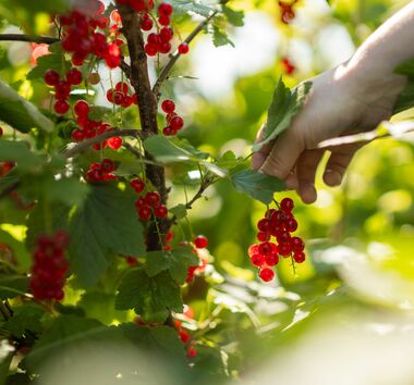 Wellness holidays Rhön at the hotel with garden, Bavaria